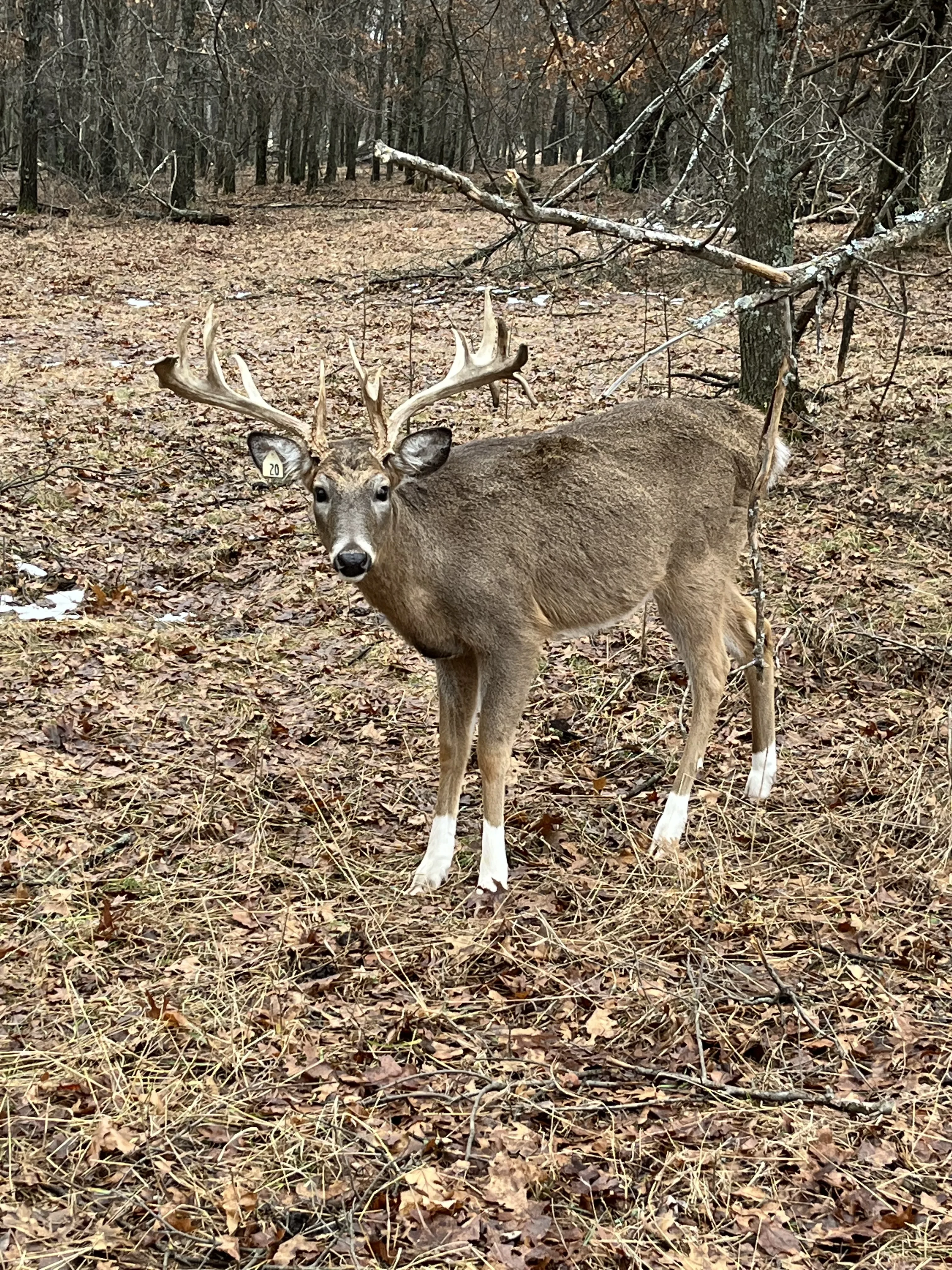 Buck with white feet