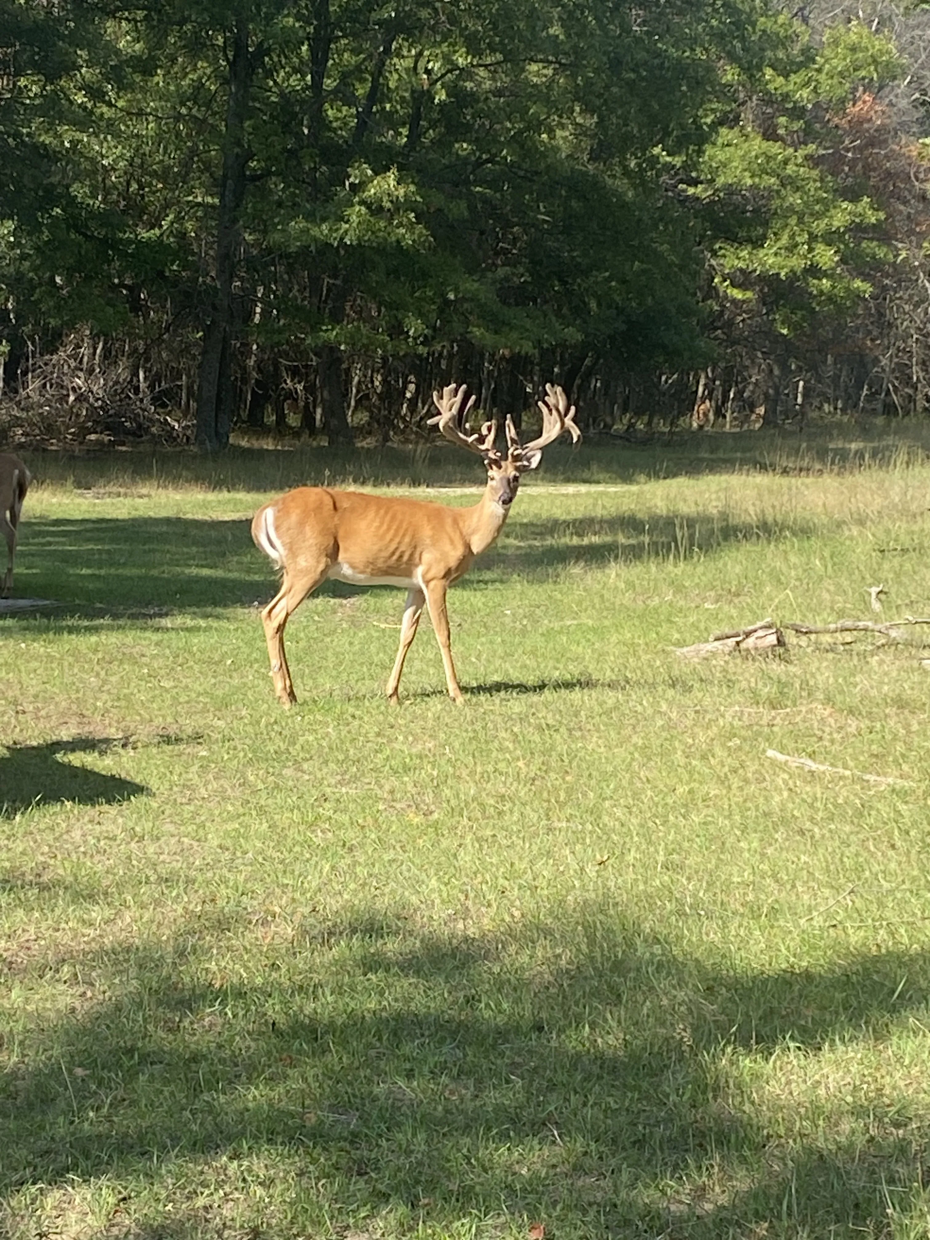 Buck standing broadside